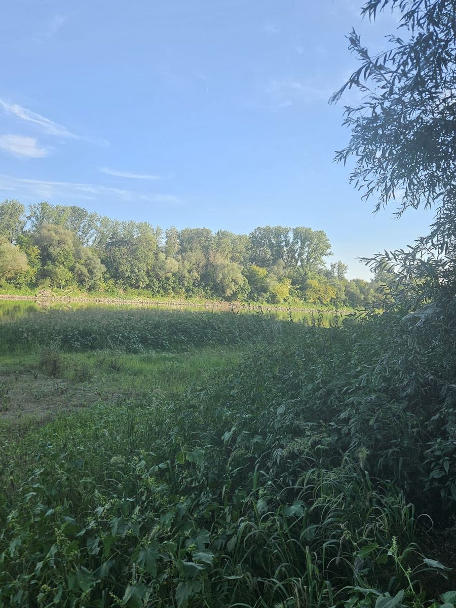 Grünes Flussufer mit Auwald unter blauem Himmel